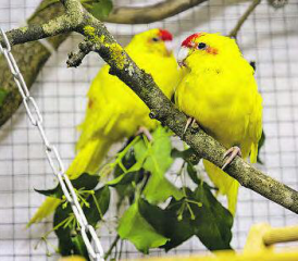 Damit es die exotischen Vögel über die Ausstellungstage angenehm hatten, wurden Volieren gezimmert und aufgebaut. (Bilder: dr.)