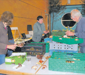 Fleissige Helfer beim Sortieren am Freitagabend: Bereits vor Ausstellungsbeginn gab es für die Pilzfreunde viel zu tun. (Bilder: Heidi Härri)