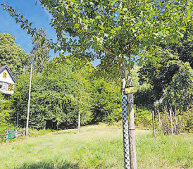 Patenprojekt für Hochstammbäume: Die Aktion startete vor fünf Jahren und wird auch in diesem Herbst durchgeführt. (Bild: zVg.)