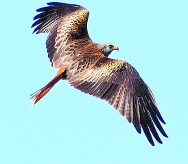 Elegant und geschmeidig segelt ein Rotmilan im rostbraunen Gefieder.