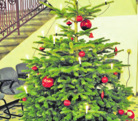 Für Weihnachtsstimmung sorgt der Christbaum im Foyer des Gemeindehauses Menziken. (Bilder: msu.)