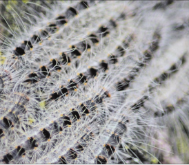Der Eichenprozessionsspinner kann bei Berührung Hautreizungen hervorrufen. (Bild:zVg.)
