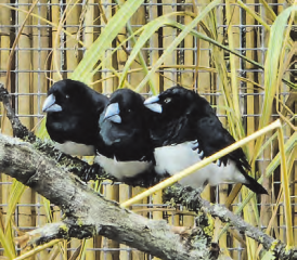 Diese drei Glanzelsterchen liessen sich von nichts aus der Ruhe bringen. (Bilder: Janine Flückiger)