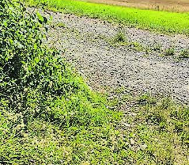 Schwarze Schafe sorgen für rote Köpfe: Hundesäckli gehören in den Kübel und nicht an den Waldrand.