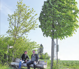 Ein «hölzernes Ehepaar» und dessen Förderer: Mit der Pflanzung einer Linde (rechts) und einer Eiche wurde das Landschaftsqualitätsprojekt des Regionalplanungsverbands aargauSüd Impuls einst lanciert, jetzt ziehen der ehemalige Grossrat Ruedi Weber (l.) und der Landschaftsarchitekt Victor Condrau Bilanz. (Bilder: mars.)