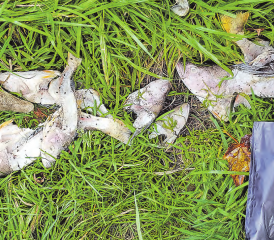 Fischabfälle in der Wyna: Wer ist für diese «Sauerei» verantwortlich? Die Regionalpolizei aargauSüd dankt für Hinweise aus der Bevölkerung. (Bild: repol)