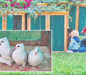 Neugierige Blicke in beide Richtungen: In den Käfigen konnten Kaninchen, Schildkröten oder wie im Bild, Thurgauer Schildtauben bewundert werden. (Bilder: rc.)