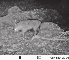 Hier tappt der Goldschakal in die Luzerner Fotofalle. (Bild: zVg.)