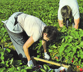 Die Arbeit auf dem Feld ist hart und anstrengend: Die Pflückerinnen wissen am Abend, was sie geleistet haben.