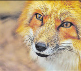 Findet ihr den Fuchs? Am Familientag vom 6. August geht die Suche los. (Bild: zVg.)