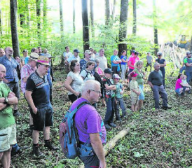 Interessierte Zuhörer bei der Waldbereisung des Forstbetriebs aargauSüd. Im Hintergrund sind die gefällten, kranken Eschen zu erkennen. (Bilder: rc.)