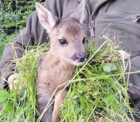 Jagdethische Selbstverständlichkeit: Jägerinnen und Jäger fühlen sich der Rettung der Tiere verpflichtet. (Bild: zVg.)