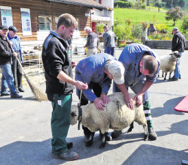 Das Gesamtbild muss stimmen: Die Schafe werden von den Experten in drei Positionen festgehalten; dem Typ, dem Fundament und der Wolle. (Bilder: moha.)