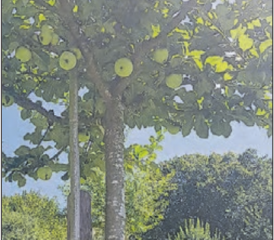 Ernteglück für die Paten: Früchte vom eigenen Hochstammbau. (Bild: zVg.)