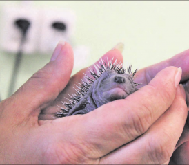 Die Igelbabys werden genau untersucht und können danach in den ersten Tagen ihres Lebens ausnahmsweise auch ohne Handschuhe gefüttert und gehalten werden. (Bilder: grh)