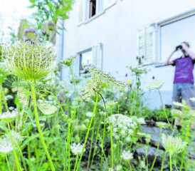 Auch im eigenen Garten beobachtet Silvan Kyburz die verschiedenen Falterarten. (Bilder: Silvan Kyburz)