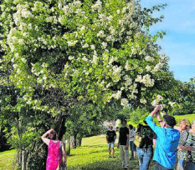 Die Rosen umschlossen den alten Apfelbaum fast gänzlich. (Bilder: zVg.)