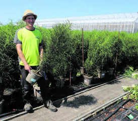 «Die Pflanze ist ein echter Superstar: Sie ist Insektenmagnet, die Blätter tanzen harmonisch im Wind.» Marc Waser, Bereichsleiter Baumschule, präsentiert die Federbäumchen-Produktion bei Huplant. (Bild: rc.)