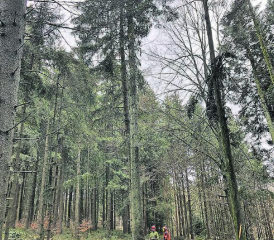 Nutzholz aus dem Schweizer Wald wird immer beliebter. Aus dieser Badener Weisstanne entsteht in Schlossrued die Fassade des KSB-Neubaus. (Bilder: zVg.)