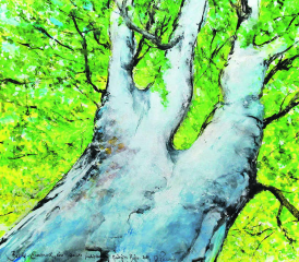 Buche Emanuel … im Müseigenwald am Seeweg Böju-Mosen Aquarell u Mt 50x60cm a Pa, 2024. Buche-Emanuel, ein starkes Individuum Gemäldebild und Text von Alberto Romer, Beinwil am See