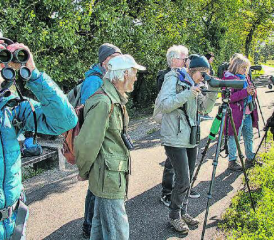 Zugvogelexkursion des NVV Reinach an den Klingnauer Stausee: Die Exkursionsteilnehmer beobachten interessiert Bekassinen. (Bilder: uk.)