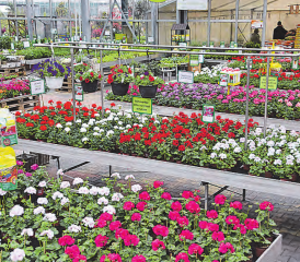 Blumenmeer bei Huplant in Hirschthal: Jetzt läuft die beliebte gratis Einpflanzaktion. (Bild: zVg.)