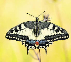 Der Schwalbenschwanz ist nur eine von vielen einheimischen Schmetterlingsarten. (Bild: zVg.)