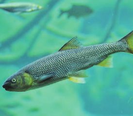 Bitte nicht stören: Im Wasser lebende Tiere, wie die Bachforelle, fühlen sich in kühlen Gewässern wohler. (Bild: zVg.)