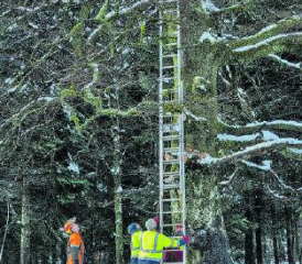 Die Buche muss gefällt werden. Gemäss neusten Informationen soll Förster Gautschy jedoch einen neuen Standort für einen «Brünnelichrüzbaum» empfohlen haben. (Bild: Dominique Rubin)