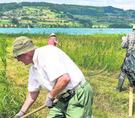 Die Helfer im Einsatz: Mit dem Herausschleppen des gemähten Schilfgrases wird Platz geschaffen für mehr Artenvielfalt. (Text und Bild: Heinz Urben)