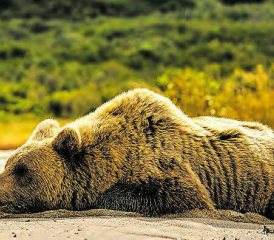 «Unter Bären»: Der Biologe David Bittner berichtet für die Volkshochschule Wynental in der Aula Breiteschulhaus, Reinach. (Bild: zVg.)