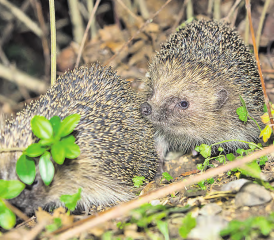 Das Projekt «Igel gesucht» wird im Rahmen des neuen Säugetieratlas durchgeführt. (Bild: zVg.)
