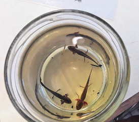 Der Kammmolch: Ein «Urgespenst» aus dem Teich,gefangen und wieder freigelassen von den Ferienspass-Kindern. (Bilder: zVg.)