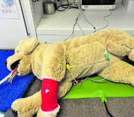 Dieser tierische Patient war während des ganzen Anlasses super brav. (Bilder: dr.)