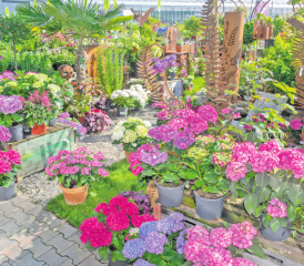 Hortensien, so weit das Auge reicht. Bei Huplant in Hirschthal ist bis am 4. August eine grosse Auswahl zu finden. (Bild: zVg.)