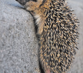 Wer an einem lauen Sommerabend einen Igel durch den Garten tippeln sieht, freut sich über den sympathischen Gast. (Bild: zVg./Monique Morin)
