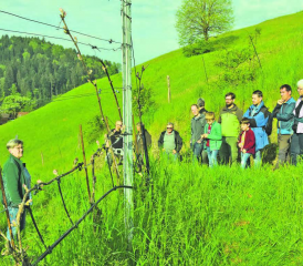 Im steilen Gelände: Margreth Müller erklärt den Exkursionsteilnehmenden, was die Rebstöcke im Jahresverlauf brauchen. (Bilder: st.)