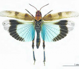 Blauflügelige Ödlandschrecke − Botschafterin für vergängliche Naturparadiese. (Bild: zVg.)