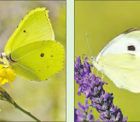Der Vergleich: Links ist ein Zitronenfalter zu sehen, rechts ist ein Kohlweissling abgebildet. (Bilder: zVg.)