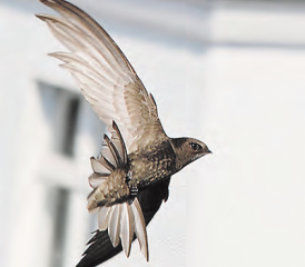 «Mauersegler – ein Mehrwert für die Gemeinde?»: ein Gemeindeseminar vom Naturama Aargau. (Bild: zVg.)