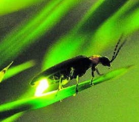 Dem Geheimnis der Glühwürmchen auf der Spur. (Bild: zVg.)