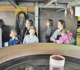 Auge in Auge mit dem Nachwuchs: Noch schwimmen die Jungfelchen in geschützten Becken, doch schon bald werden sie im Hallwilersee eingesetzt. (Bilder: msu.)
