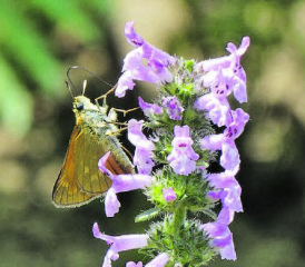 Der Natur- und Vogelschutzverein Unterkulm will im Gebiet Spatzhof/Bächel die Artenvielfalt mit einem mehrjährigen Projekt fördern. (Bild: zVg.)