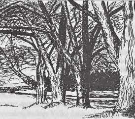 Die Fünflinden bei Lenzburg: Hier machten Matter und seine beiden Kumpane Kym und Höh vor dem Einbruch bei Handelsmann Rohr in Lenzburg Zwischenhalt. Hier wurde er später hingerichtet. (Bild: Zeichnung von W. Weh)