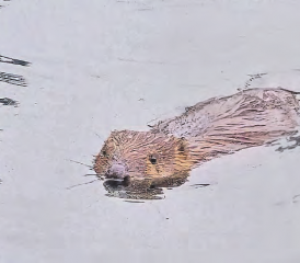 Biber «Justin» vom Mühleweiher in Pfeffikon. (Bilder: zVg.)