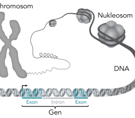 Der Aufbau eines X-Chromosoms. Quelle: Wikipedia (