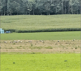Im Seetal sind die Störche unterwegs … und haben sich zwischen Mosen und Gelfingen zum «grossen Fressen» eingefunden. (Bild: René Mattli)