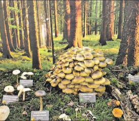 Die Ausstellung informiert darüber, welche Pilze zum Verzehr geeignet sind. (Bilder: zVg.)