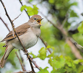 Ein willkommener Waldbewohner: Nach einem langen Rückflug aus Afrika ist eine Nachtigall in Gränichen eingetroffen. (Bild: zVg.)