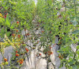 Naturnah und gewaltig: Die Tomatenbäume wachsen ohne Chemie.